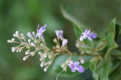 Vitex trifolia